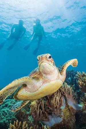 swim with sea turtle