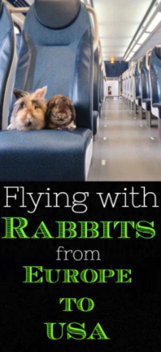 flying with rabbits from europe to usa