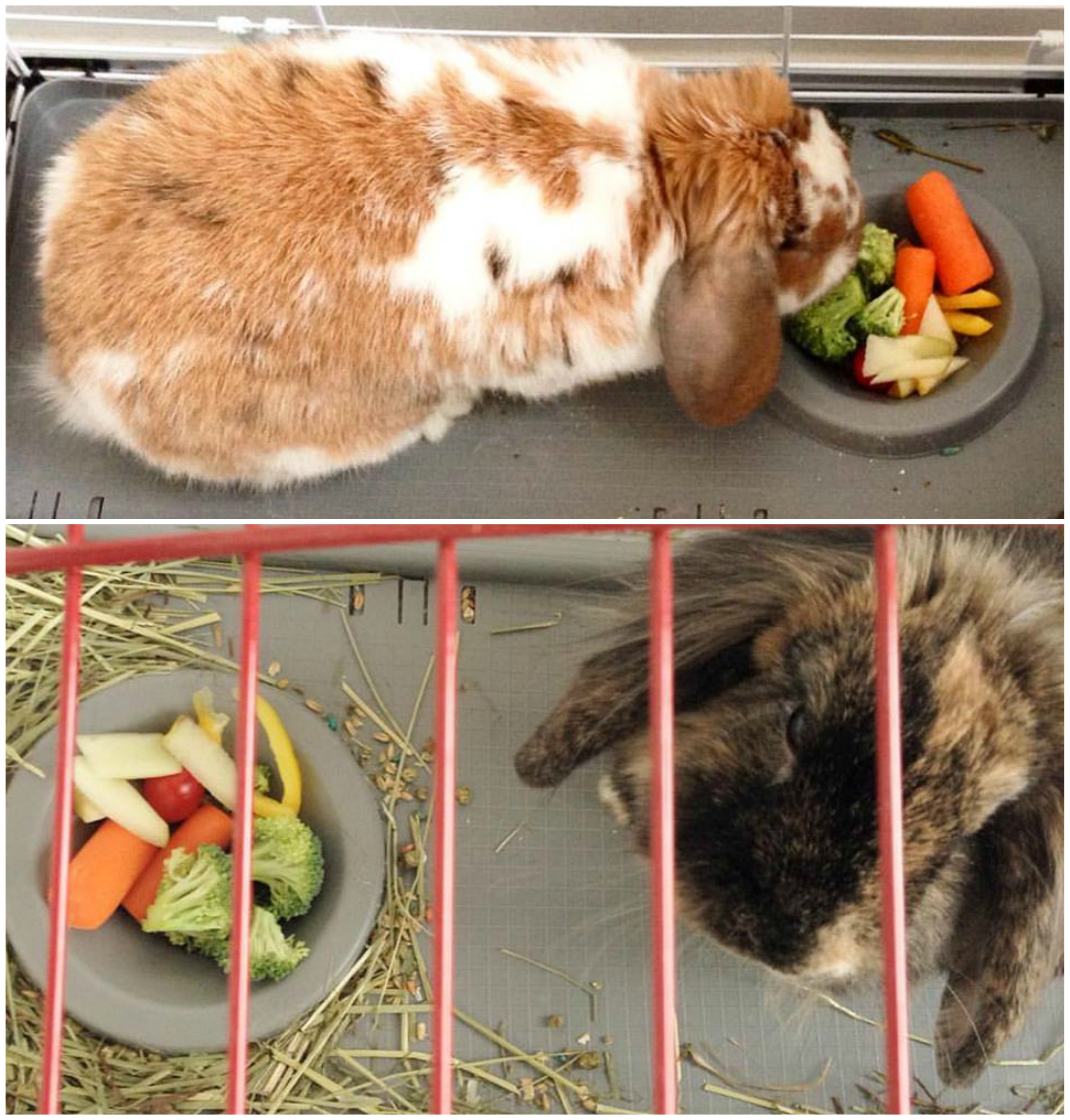bunny_veggies