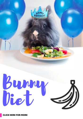bunny diet what rabbit eat