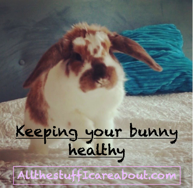 keeping_your_bunny_healthy