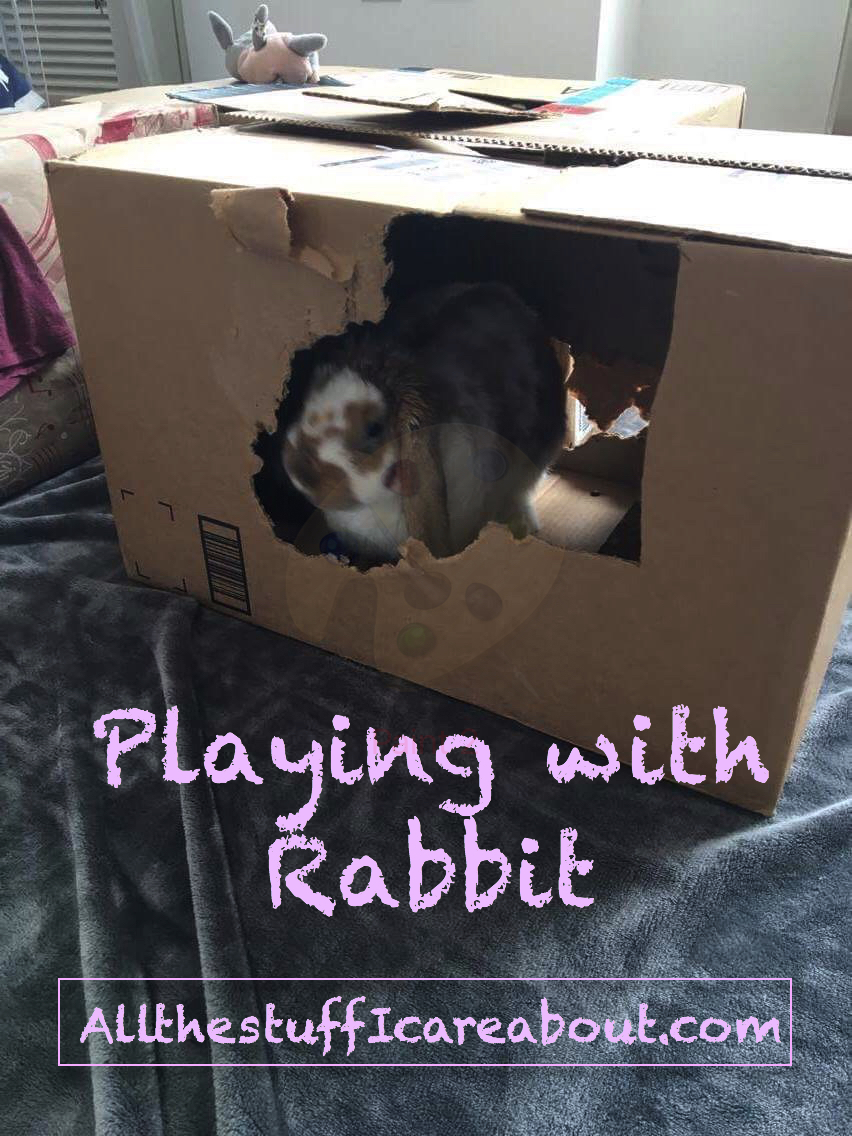 playing_with_your_rabbit