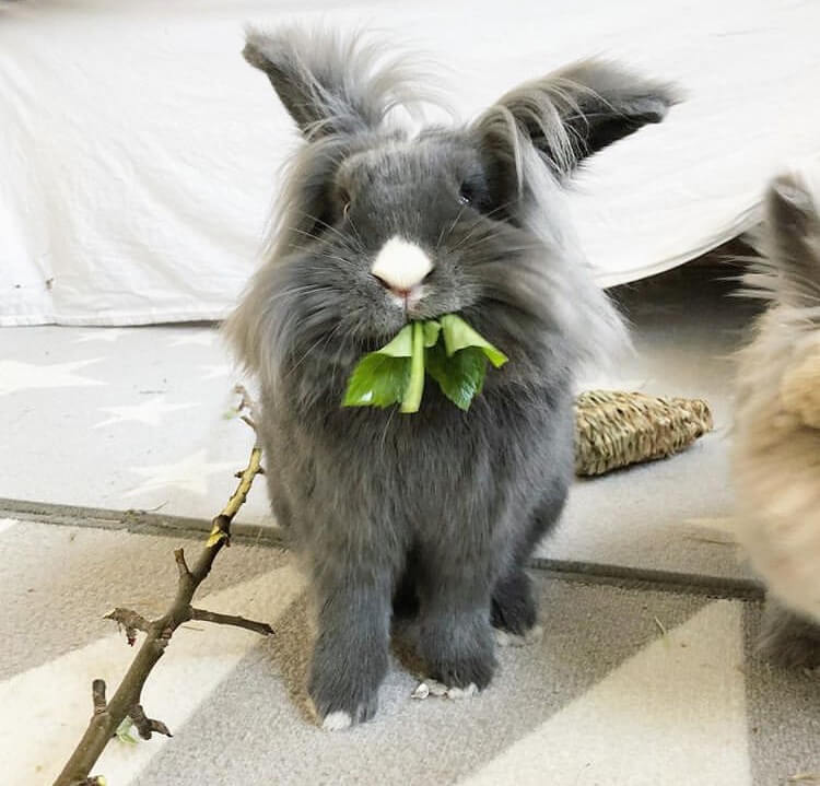 what bunnies eat