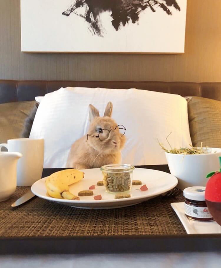 what rabbit eat