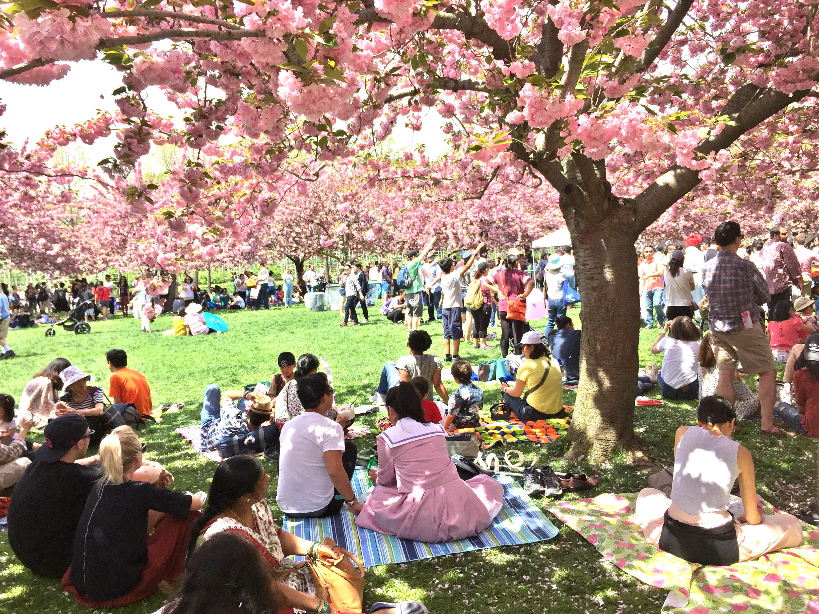Brooklyn botanical garden cherry blossom sakura matsuri NYC