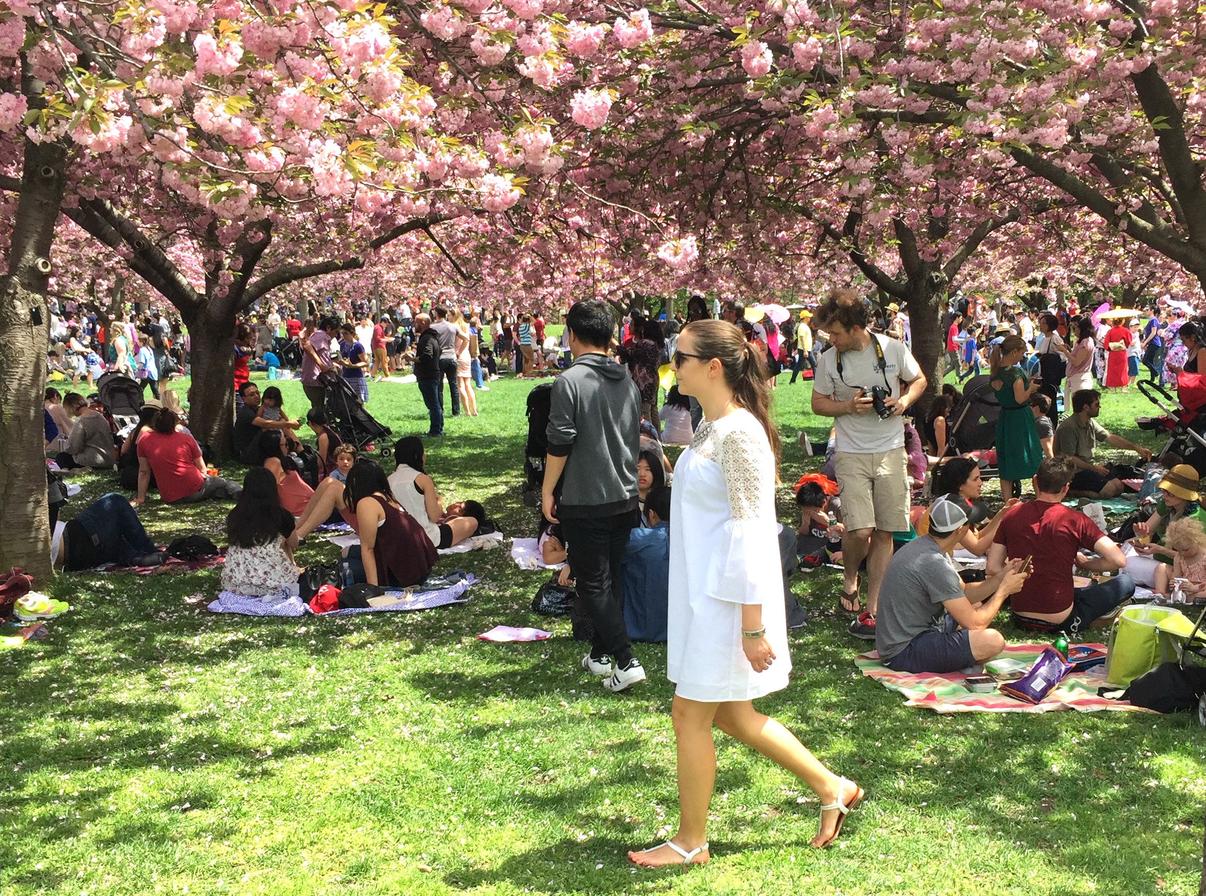 Brooklyn botanical garden cherry blossom sakura matsuri NYC