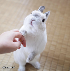 sweet bunny rabbit