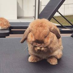sweet bunny rabbit