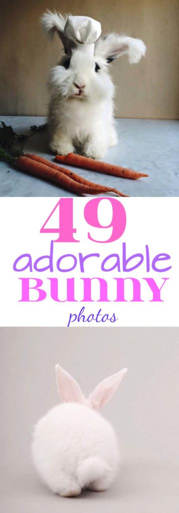 49 adorable bunny photos