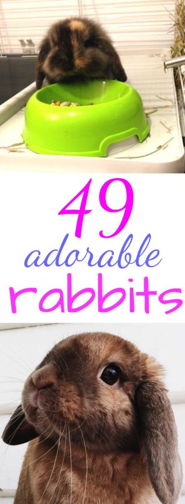49 adorable rabbits