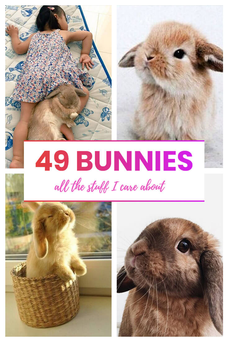 cute bunny rabbit pictures