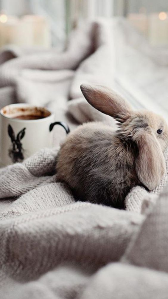 cute bunny picture