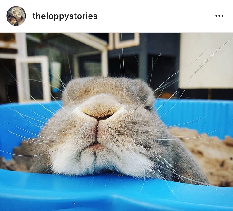 4 the loppy stories allthestufficareabout