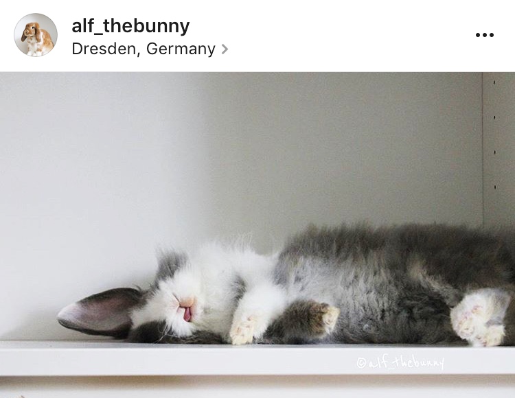 6 alf thebunny allthestufficareabout