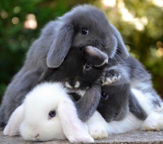 a pile of bunnies