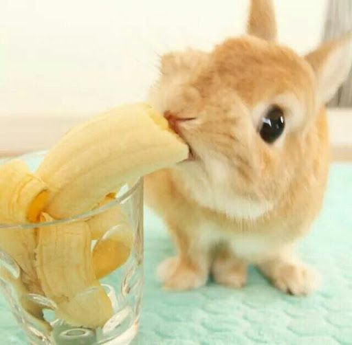 banana bunny