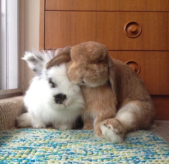best friends bunnies