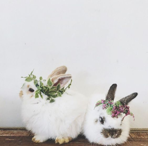 bunnies with flowers