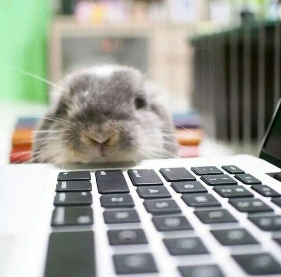 bunny computer