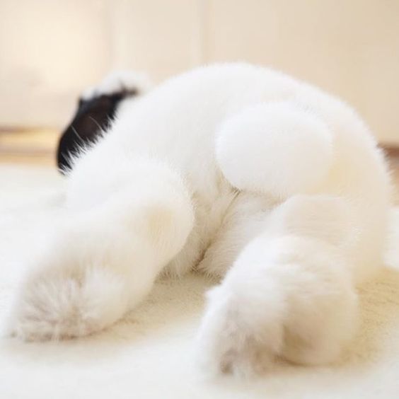 bunny fluffy butt rabbit
