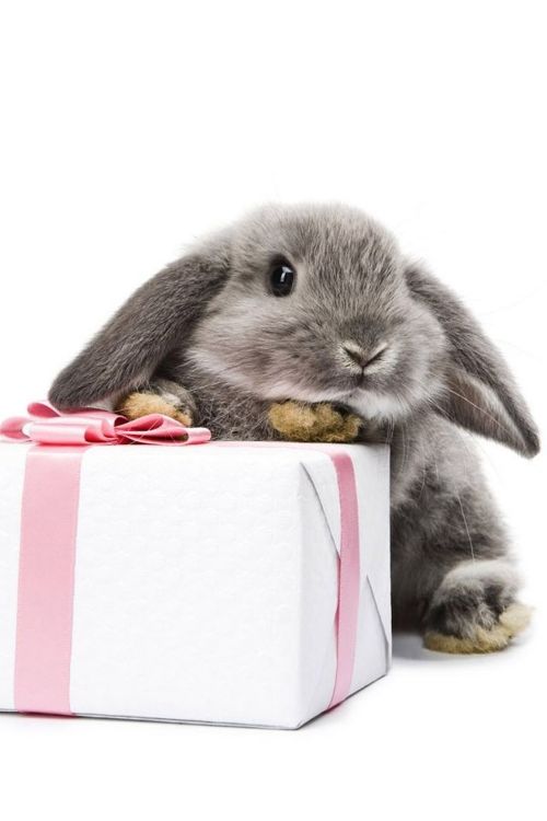 bunny gift