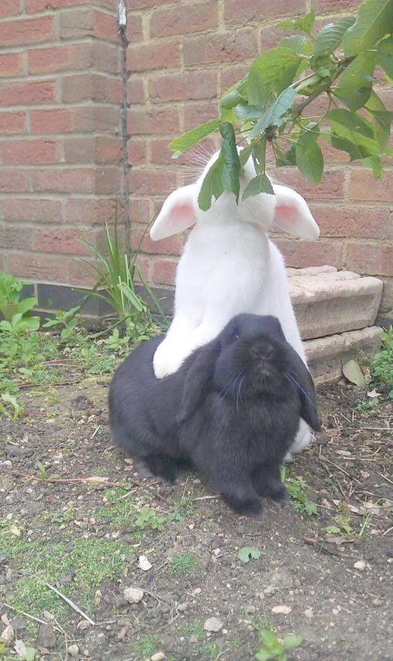 bunny help