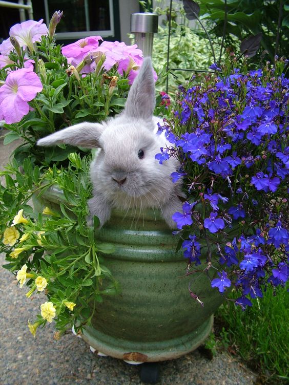 bunny in flowers