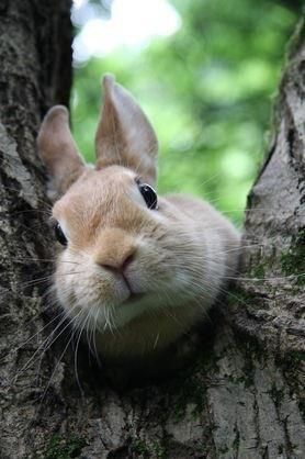 bunny interested nature