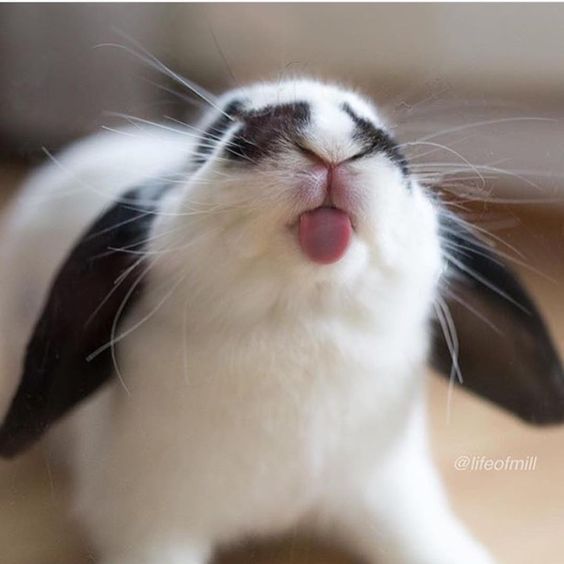 bunny licks glass
