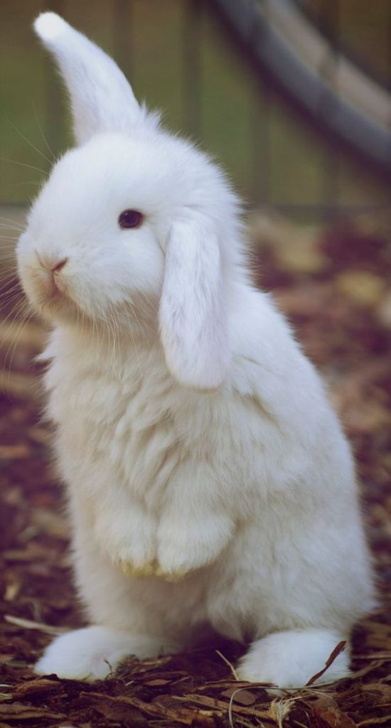 bunny rabbit listening standing up
