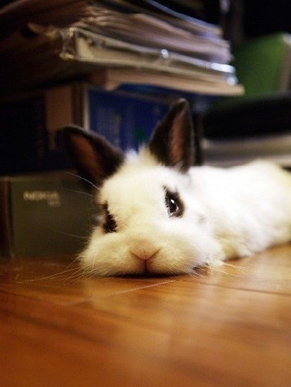 bunny looking at you