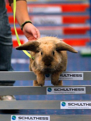 bunny marathon