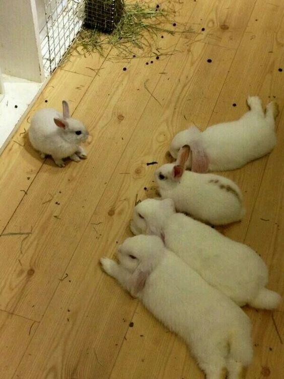 bunny meeting