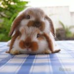 Everything you need to know about rabbits | Bunnies | Beauty ...