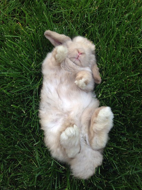 bunny on the grass