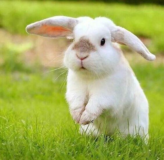 bunny outdoors