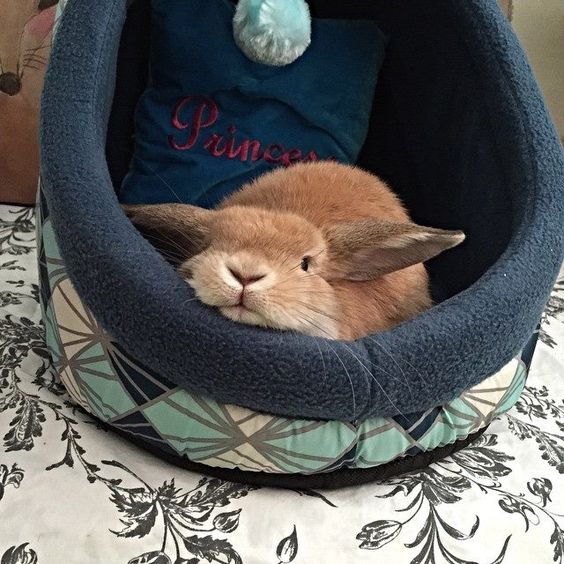 bunny resting in