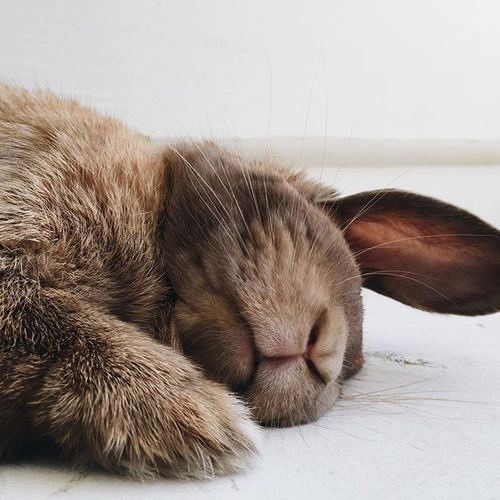 bunny sleeping left side