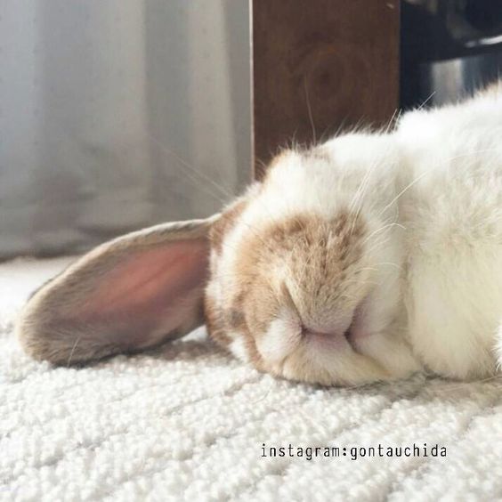 bunny sleeping right side
