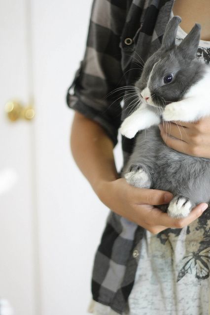 bunny with mummy