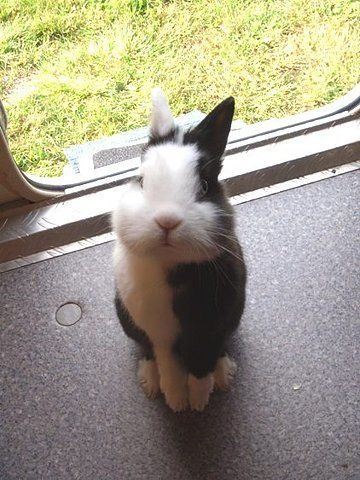 cutest bunny