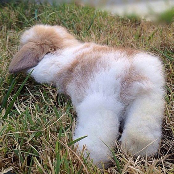 fluffy bunny resting rabbit