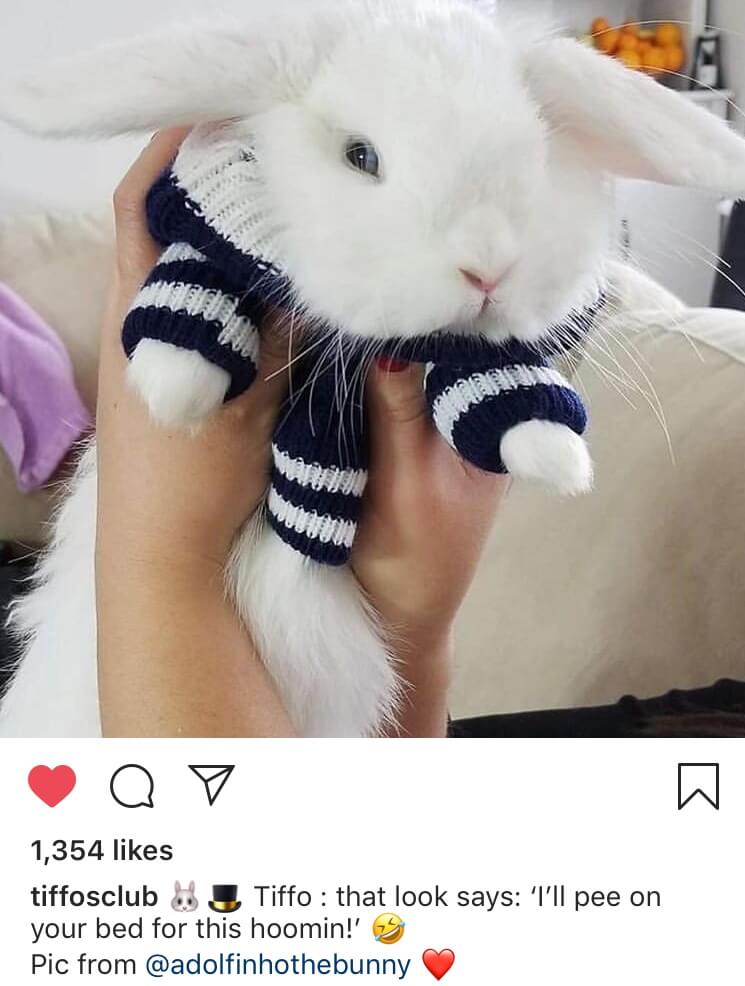 funny bunny pose caption