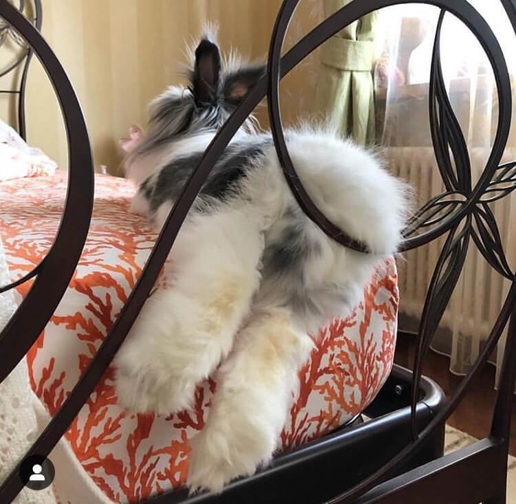 funny bunny pose