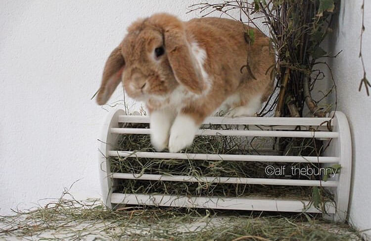 funny bunny pose running