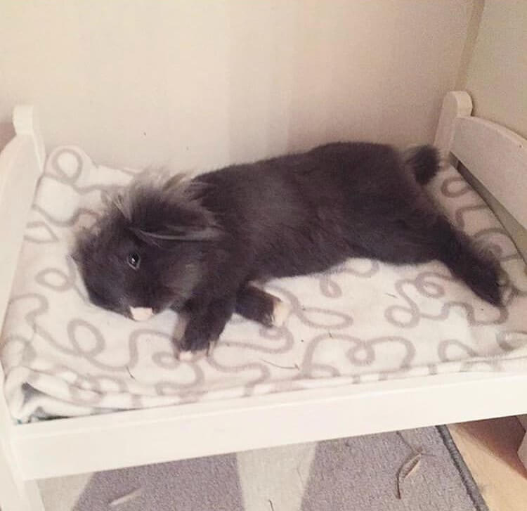 funny bunny pose sleeping in ikea doll bed