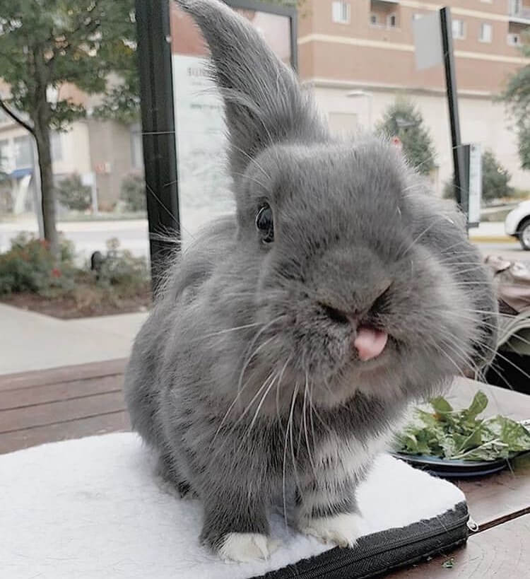 funny bunny pose tongue