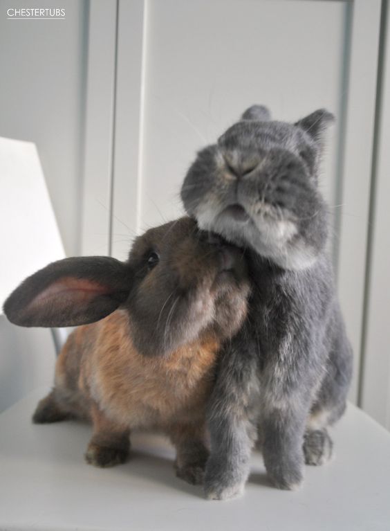 hugs rabbits