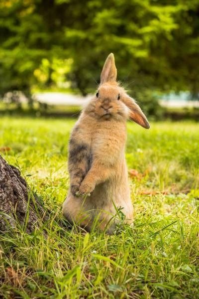 interested bunny listening