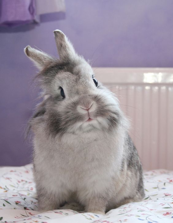 interested.bunny rabbit
